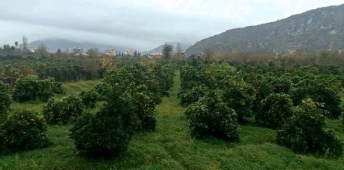 چهارباغ رامسر